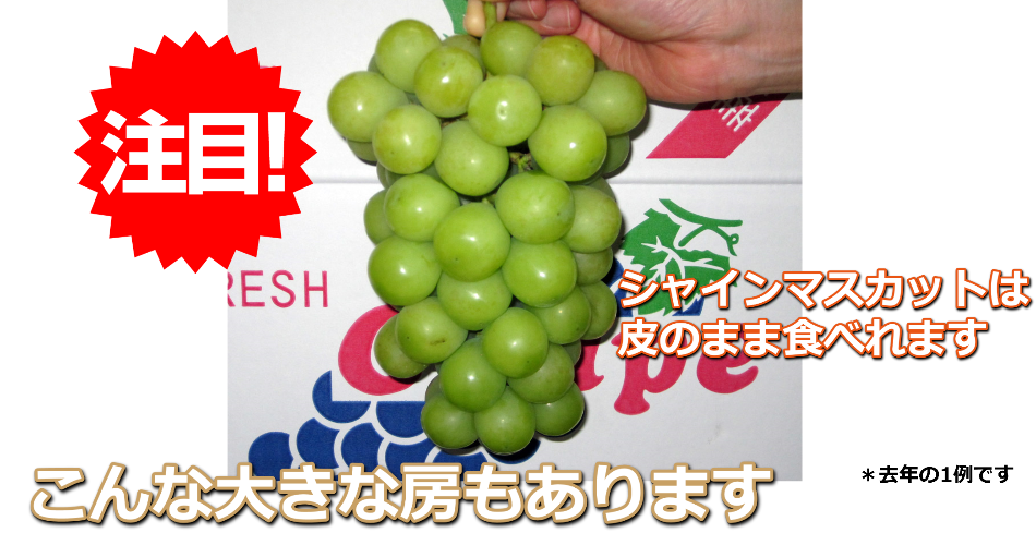 シャインマスカット