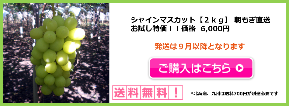 シャインマスカット