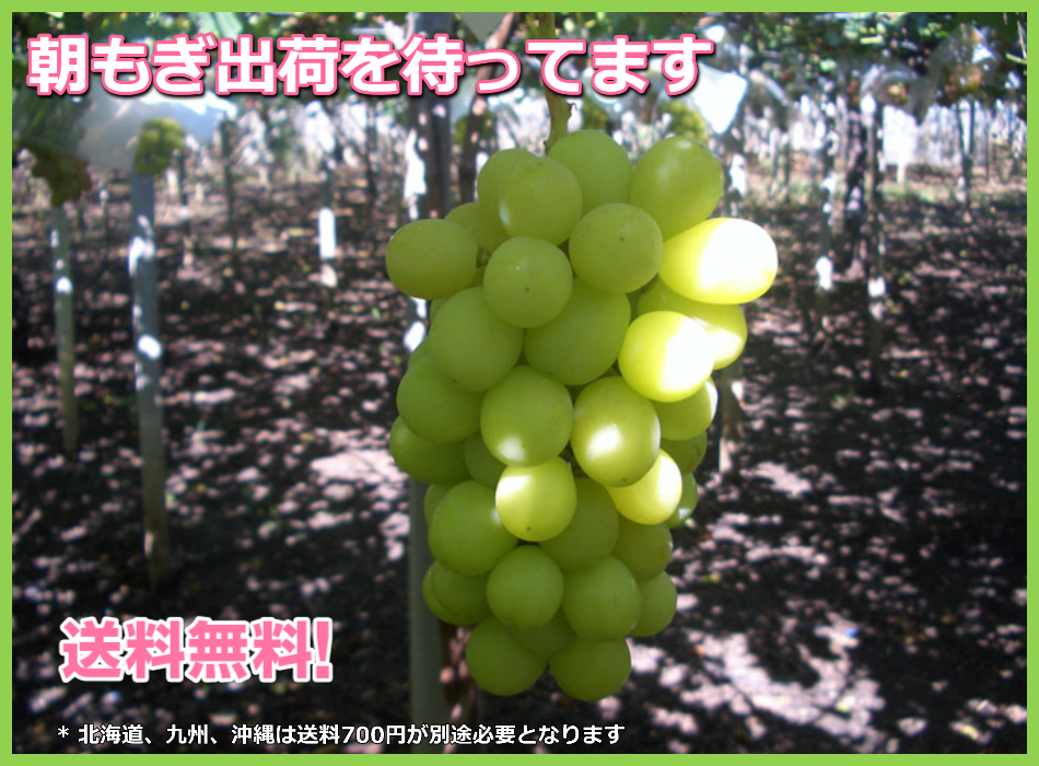 シャインマスカット